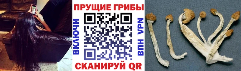 Галлюциногенные грибы прущие грибы Буйнакск